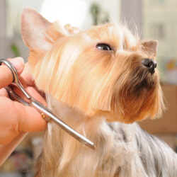 What is the ideal brush for long-coated Yorkshire Terriers and Yorkies?